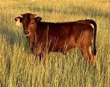 Casanova’s Carolina-High voltage calf